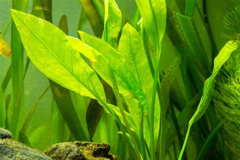 Amazon Sword Plant Care & Propagation Guide .